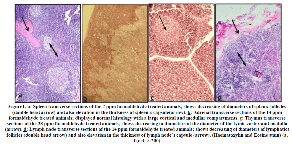 european-journal-of-experimental-Spleen-transverse