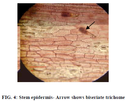 european-journal-of-experimental-Stem-epidermis