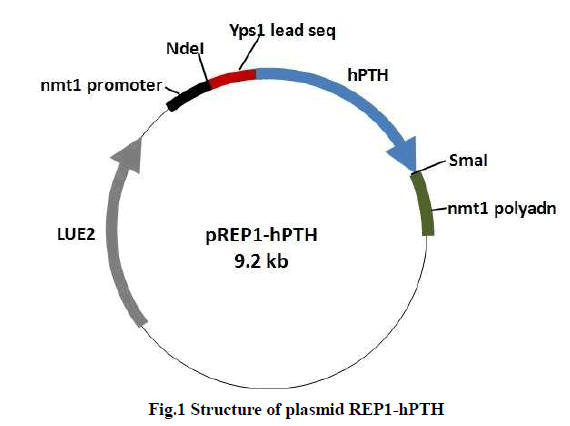 european-journal-of-experimental-Structure-plasmid