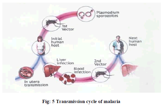 european-journal-of-experimental-Transmission-cycle