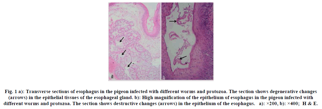 european-journal-of-experimental-Transverse-sections