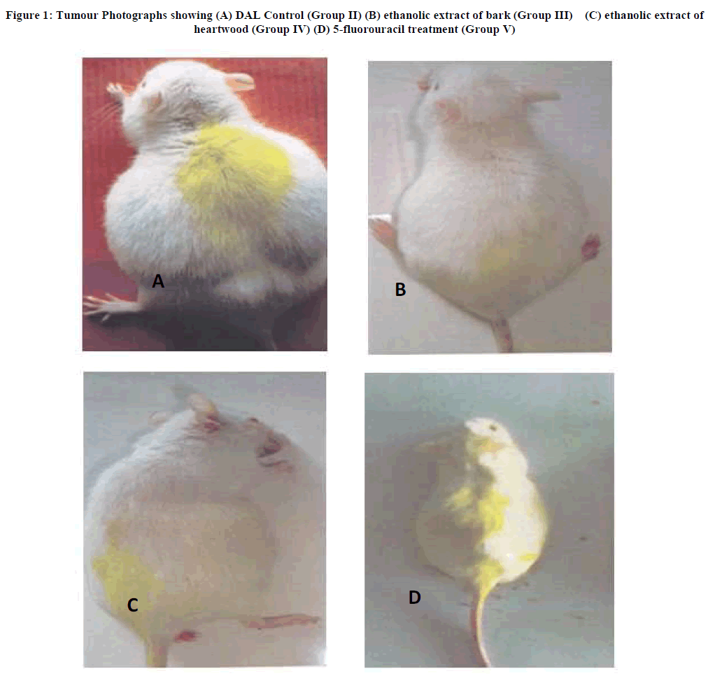 european-journal-of-experimental-Tumour-Photographs