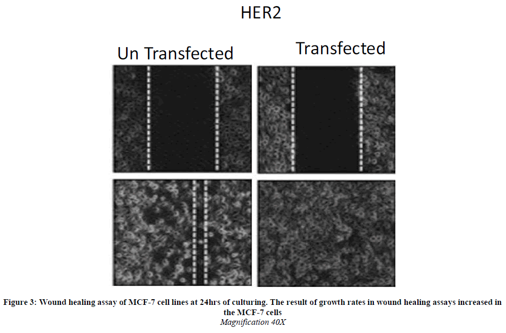 european-journal-of-experimental-Wound-healing