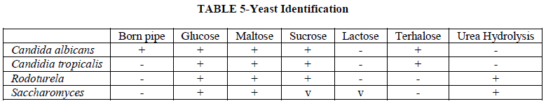 european-journal-of-experimental-Yeast-Identification