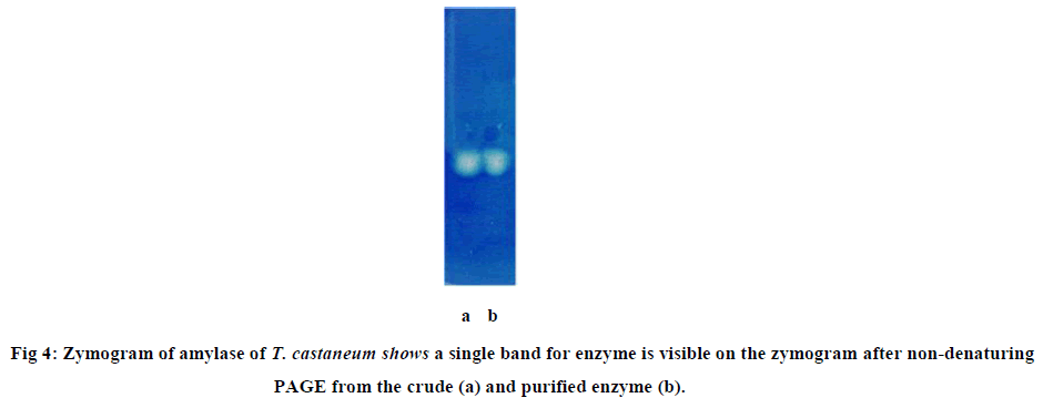 european-journal-of-experimental-Zymogram-amylase