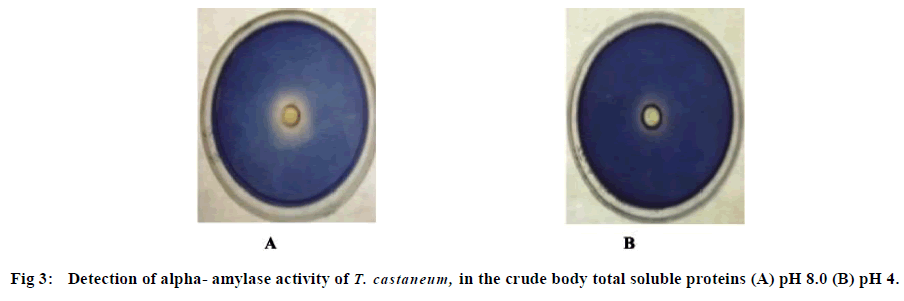 european-journal-of-experimental-alpha-amylase