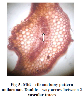 european-journal-of-experimental-anatomy-pattern