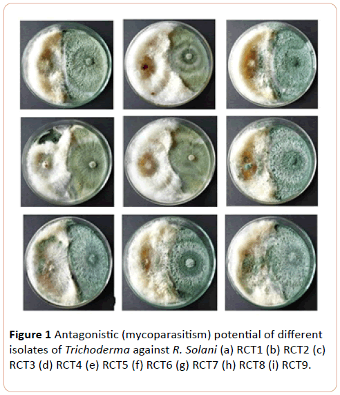 european-journal-of-experimental-biology-Antagonistic