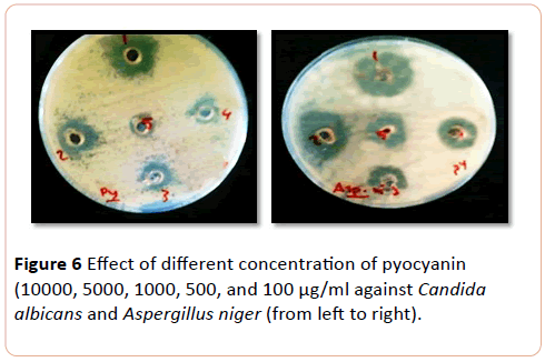 european-journal-of-experimental-biology-Aspergillus-niger