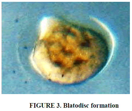 european-journal-of-experimental-biology-Blatodisc-formation
