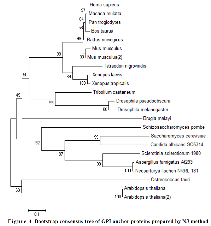 european-journal-of-experimental-biology-Bootstrap-consensus