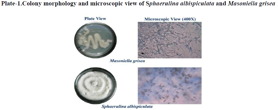 european-journal-of-experimental-biology-Colony-morphology