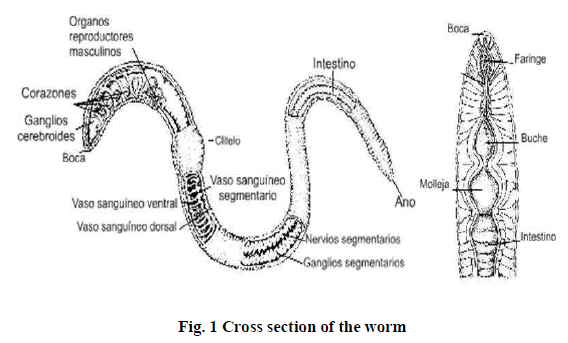 european-journal-of-experimental-biology-Cross-section