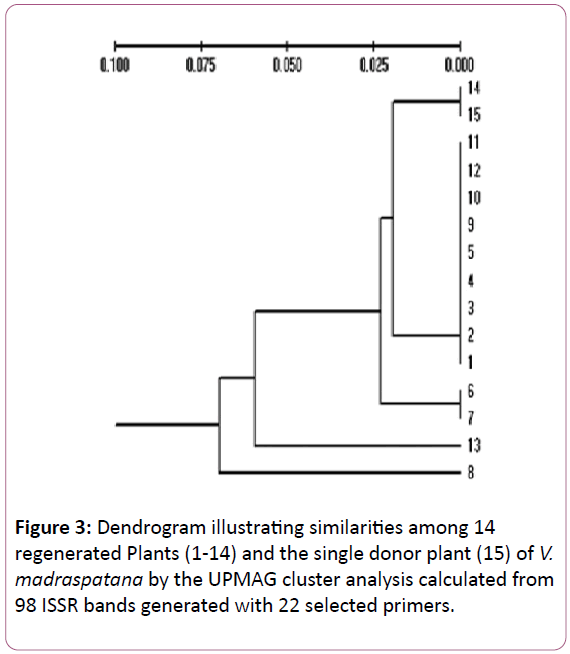 european-journal-of-experimental-biology-Dendrogram-illustrating