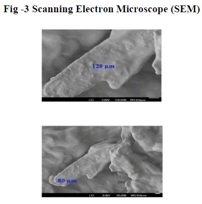 european-journal-of-experimental-biology-Electron-Microscope