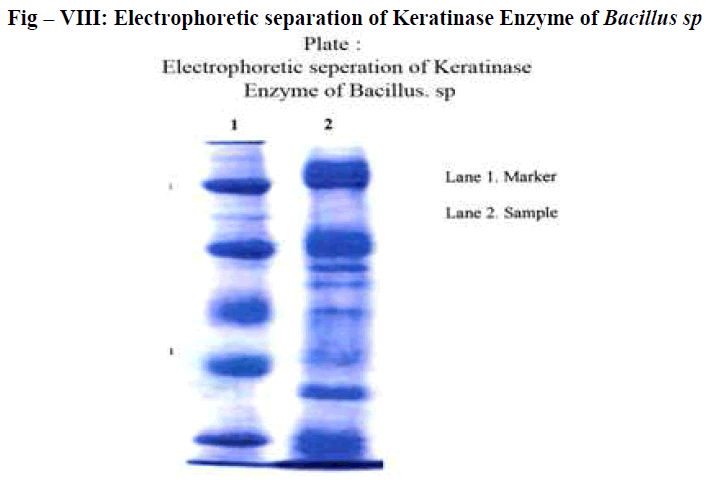 european-journal-of-experimental-biology-Electrophoretic