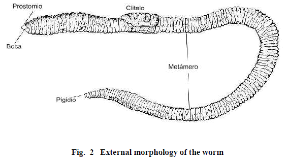 european-journal-of-experimental-biology-External-morphology