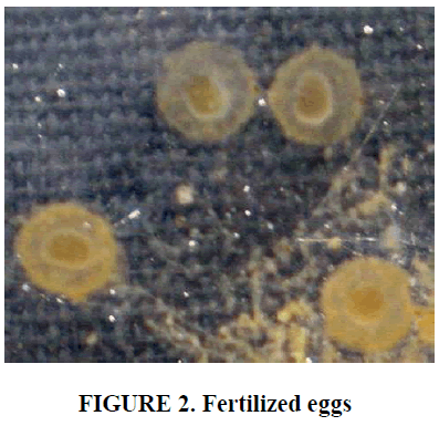european-journal-of-experimental-biology-Fertilized-eggs