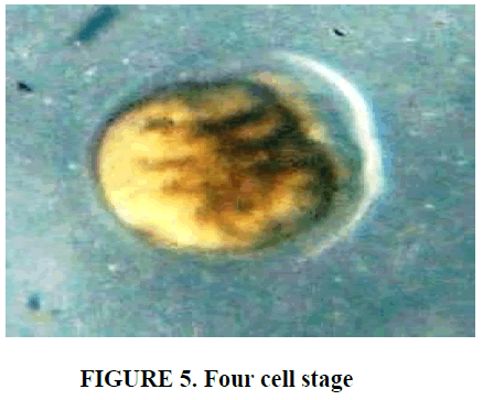 european-journal-of-experimental-biology-Four-cell-stage