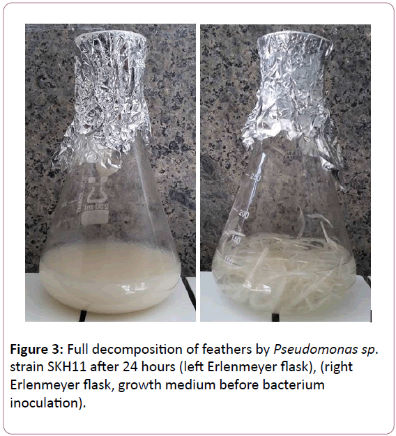 european-journal-of-experimental-biology-Full-decomposition