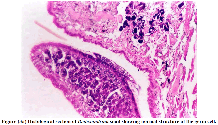 european-journal-of-experimental-biology-Histological-section