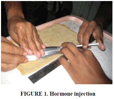 european-journal-of-experimental-biology-Hormone-injection