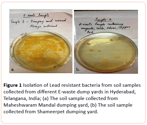 european-journal-of-experimental-biology-Lead-resistant