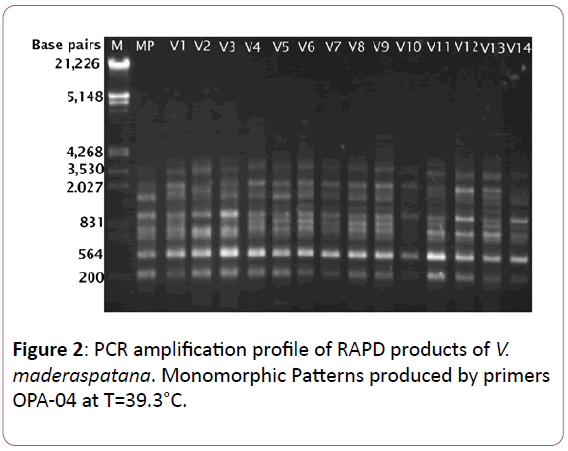 european-journal-of-experimental-biology-Monomorphic-Patterns