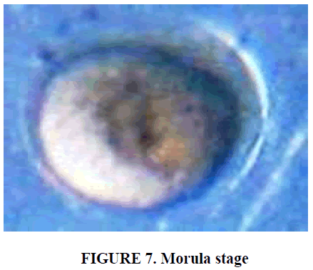 european-journal-of-experimental-biology-Morula-stage