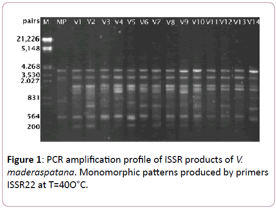 european-journal-of-experimental-biology-PCR-amplification