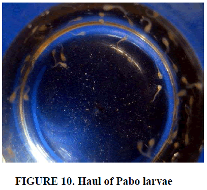 european-journal-of-experimental-biology-Pabo-larvae