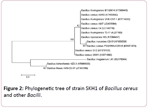 european-journal-of-experimental-biology-Phylogenetic-tree