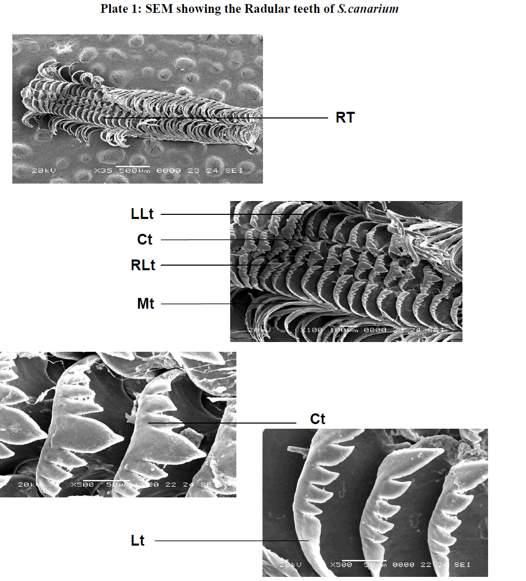 european-journal-of-experimental-biology-Radular-teeth