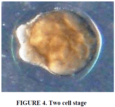 european-journal-of-experimental-biology-Two-cell-stage