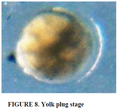 european-journal-of-experimental-biology-Yolk-plug