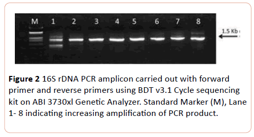 european-journal-of-experimental-biology-amplicon