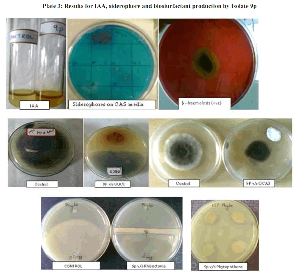 european-journal-of-experimental-biology-biosiurfactant