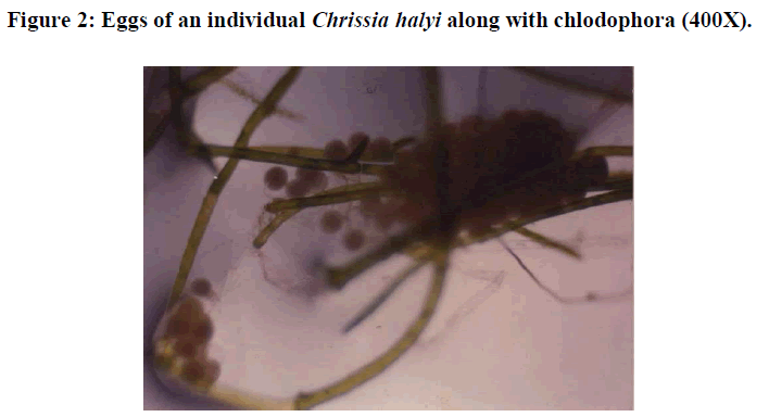 european-journal-of-experimental-biology-chlodophora