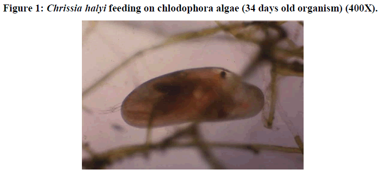 european-journal-of-experimental-biology-chlodophora-algae