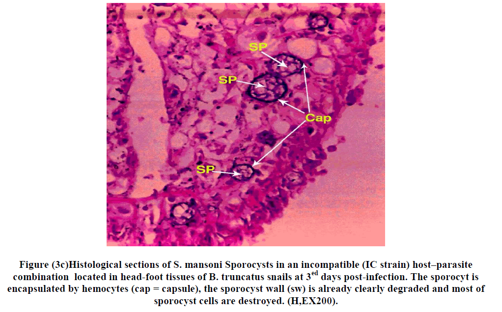 european-journal-of-experimental-biology-clearly-degraded