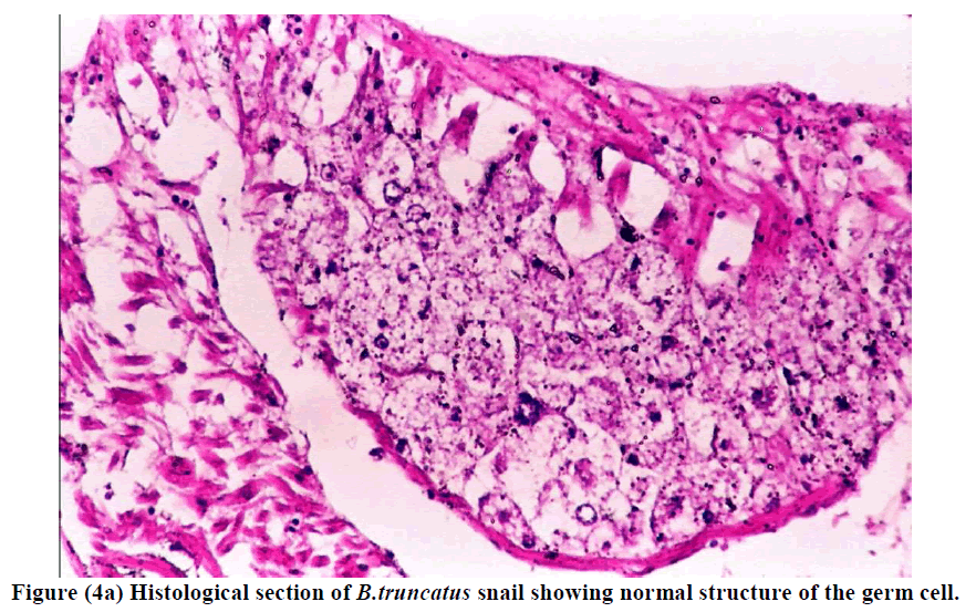 european-journal-of-experimental-biology-germ-cell