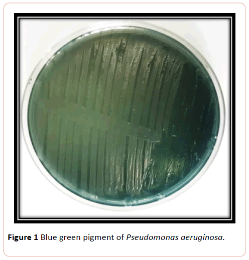 european-journal-of-experimental-biology-green-pigment