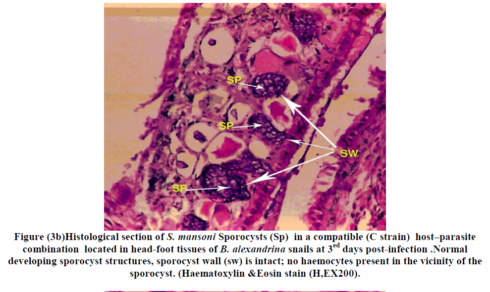 european-journal-of-experimental-biology-haemocytes-present