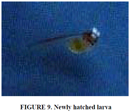 european-journal-of-experimental-biology-hatched-larva