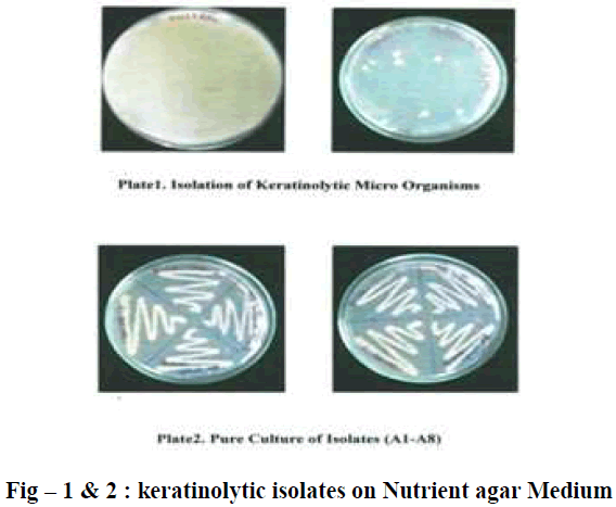 european-journal-of-experimental-biology-keratinolytic-isolates