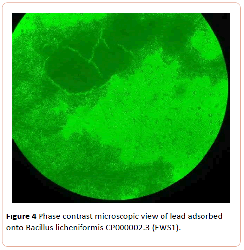 european-journal-of-experimental-biology-microscopic-view