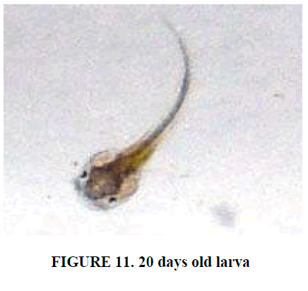 european-journal-of-experimental-biology-old-larva