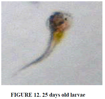 european-journal-of-experimental-biology-old-larva