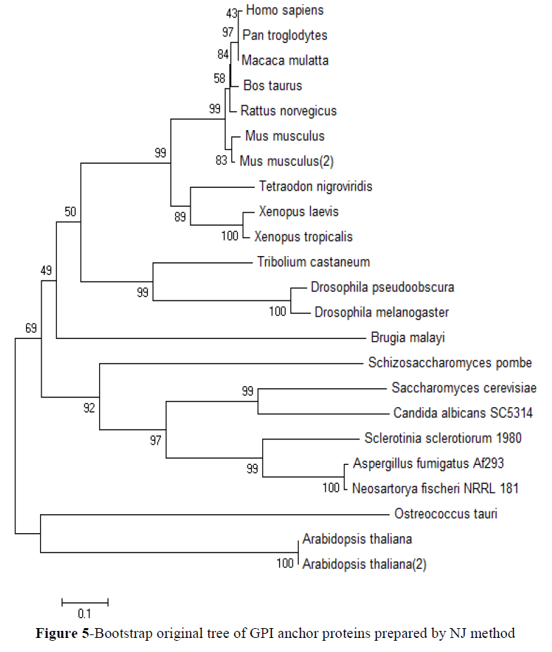 european-journal-of-experimental-biology-original-tree