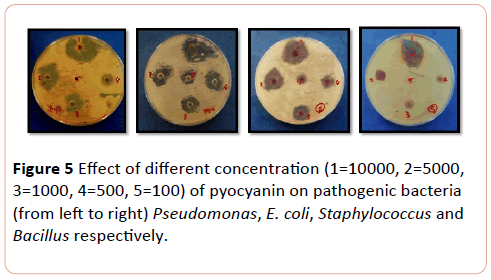 european-journal-of-experimental-biology-pathogenic-bacteria